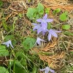 Campanula poscharskyanaKvět