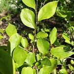 Styrax americanus Лист