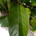 Viburnum odoratissimum Leaf