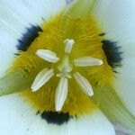 Calochortus leichtlinii Flower