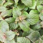 Episcia lilacina Hoja