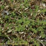 Herniaria ciliolata Libunga