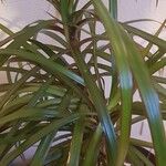 Dracaena dracoBlad