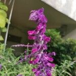 Salvia leucantha Цветок