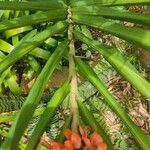 Hedychium coccineum Fulla