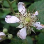 Rubus leyanus