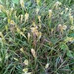 Carex atrofusca Blatt
