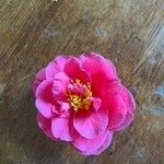 Camellia japonicaFlor