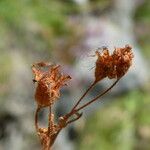 Saxifraga pubescens Fruit