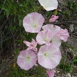 Calystegia macrostegia Õis