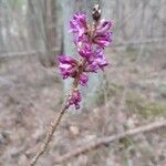 Daphne mezereumFiore