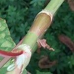 Koenigia polystachya বাকল