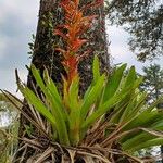 Guzmania plumieri Flower