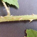 Rubus pallidus Bark