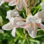 Asystasia charmian फूल