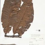 Guatteria megalophylla Leaf