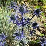 Eryngium alpinum عادت داشتن