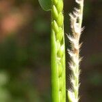 Eriochloa villosa Corteza