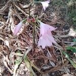 Amaryllis belladonnaFlower