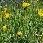 Tragopogon pratensis Hábito