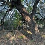 Quercus fusiformis Bark