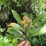 Tapeinosperma rubidum Flor