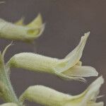 Astragalus mollissimus Blüte