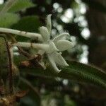 Psychotria pulchrebracteata Çiçek