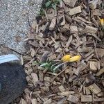 Crocus flavus 花