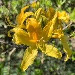 Rhododendron luteum Floro