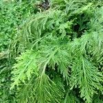 Selaginella viticulosa Ліст