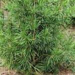Sciadopitys verticillata Libunga