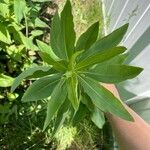 Solidago speciosa Leaf