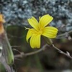 Lactuca muralis Flower