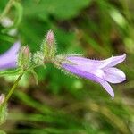 Campanula sibirica Flor