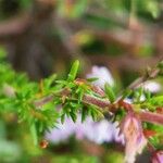 Calluna vulgarisBlatt