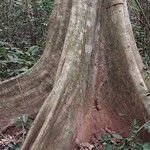 Trilepisium madagascariense Magamba