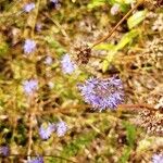 Jasione montanaFlower