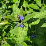 Pentaglottis sempervirensКветка