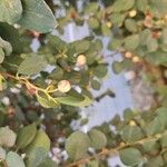 Cotoneaster multiflorus 果實