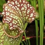 Sarracenia leucophylla 葉