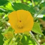 Abutilon grandifolium Flor