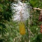 Dichrostachys cinerea Flower