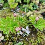 Rubus chamaemorus पत्ता