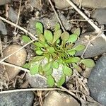 Claytonia rubra Blatt