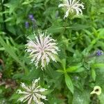 Monarda fistulosaFlower