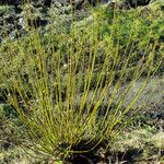 Salix viminalis Bark