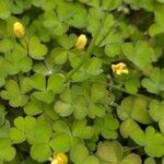 Oxalis exilis Hoja