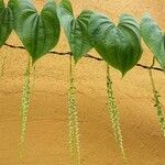 Dioscorea villosa Blatt