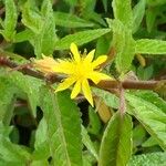 Corchorus orinocensis Çiçek